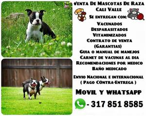 Hermosos cachorros Boston Terrier originales