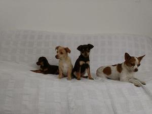 Hermosos cachorros Chihuahua Pincher