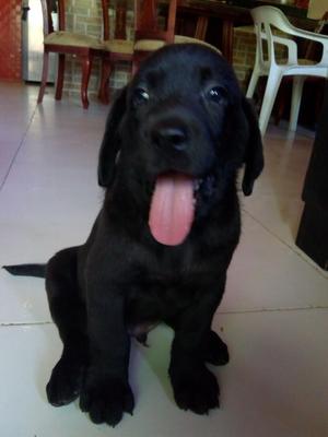Labrador en Venta