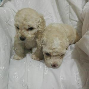 Lindos French Poodle Minitoy