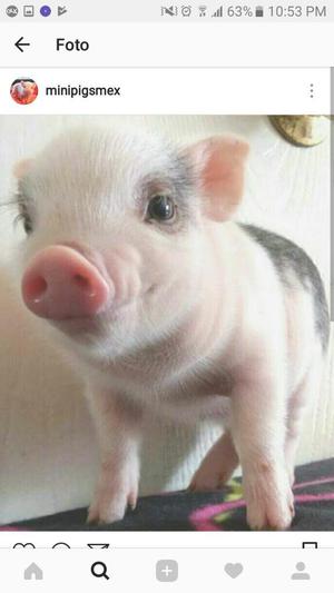 Mini Pig 100 Porciento