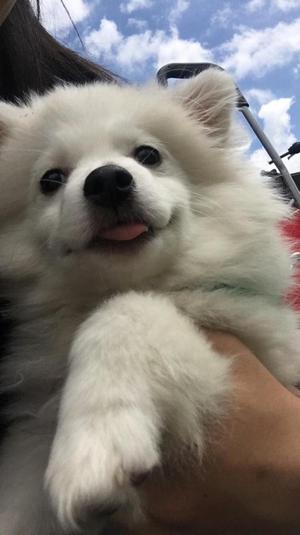 Perro Pomerania 4 Meses con Vacunas