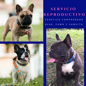 REPRODUCTORES BULLDOG FRANCES INSEMINACION