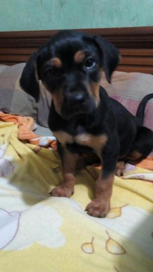 Rottweiler cachorra de 2 meses ya tiene vacunas