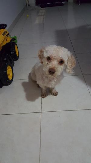 Se Da Perrito Frespooder en Adopcion