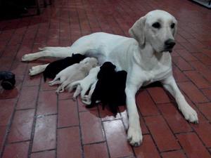 Se Venden Cachorros Labradores