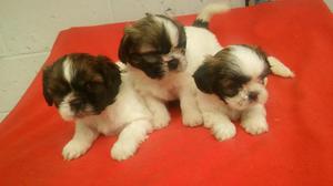 Shih Tzu Miniaturas