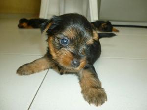 Vendo Cachorros Yorkshire Terrier