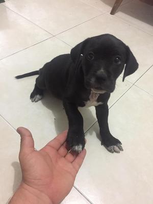 Vendo Hermosa Pitbull de Mes Y Medio