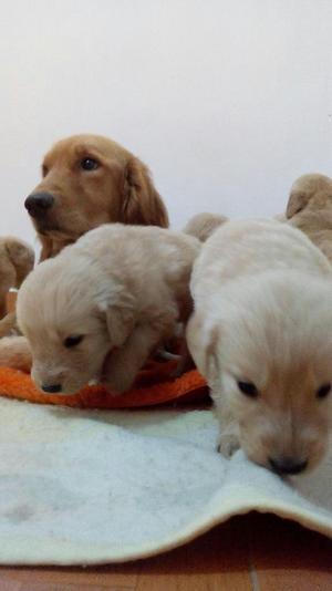 Vendo Lindos Golden