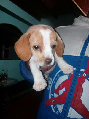 Venta de Cachorro Beagle