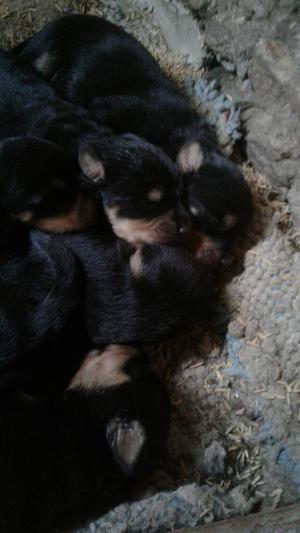 Venta de Cachorros Rottwailer