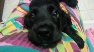 Venta de Cocker Spaniel