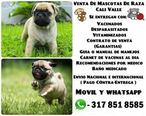 Venta de pug carlinos cachorros