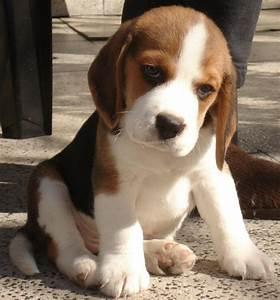 beagle tricolor cachorros