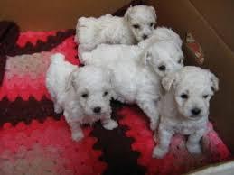cachorros de french poodle mini toy