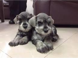 cachorros de mini schnauzer