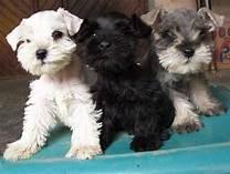 cachorros de schnauzer mini