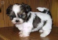 cachorros de shitzu tricolor