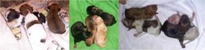 cahorritos chihuahuas