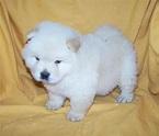 chow chow blanco