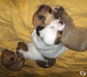 hijos de mama beagle buscan hogar adoptalos macho y hembra d