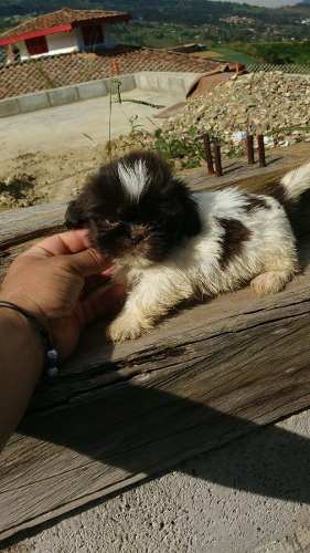 Shitzu Cachorros Hermosos Machitos A 500