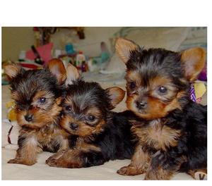 Lindos Yorkie Cachorros Machos y Hembras