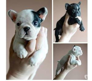 Bulldog Frances Hermosos Cachorros