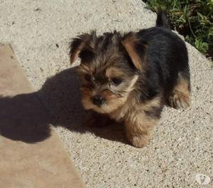 Yorkie Exelentes y Disponibles Cachorros Hermosos