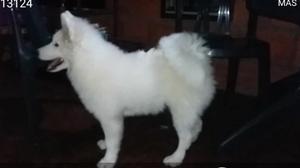 Cachorra Samoyedo Excelente Genética