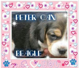 Cachorros Beagle Tricolor con Garantías
