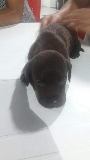 Cachorros Labrador Chocolate