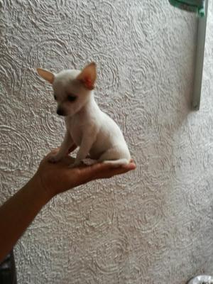 Chihuahua Mini Original