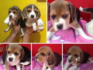 Espectaculares Cachorros Beagle Mini