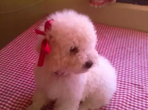 French poodle mini toy