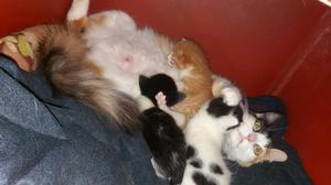 Gatitos en Adopcion