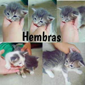 Gatos en Adopción