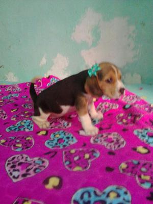 Hermosa Beagle Enana Tricolor Puros