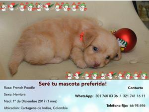 Hermosos Cachorros