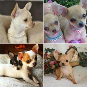 Hermosos Cachorros Chihuahua Para La Venta