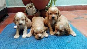 Hermosos Cocker
