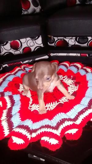 Hermosos Pinscher Miniatura