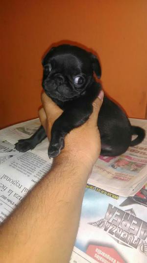 Hermosos Pug Negros de Calidad