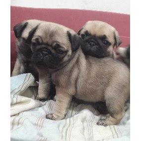 Hermosos pug inf 