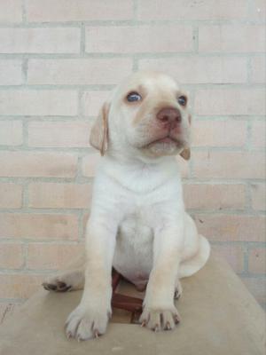 Labrador Dorado Macho