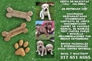 Labradores en venta