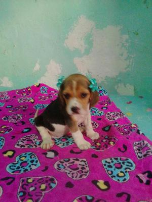 Lindas Enanas Hembritas Beagles Tricolor