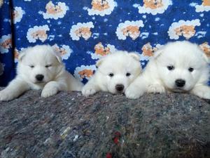 Lobos Samoyedos