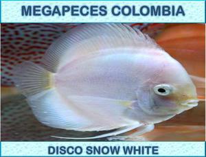 Pez Disco Snow White Full De 3 Cm Para Acuario O Pecera